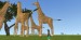 Vylet v safari(Žirafi)